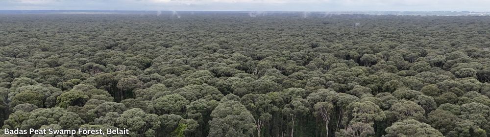 /Slider_images/Badar Peatswamp Forest Belait_3Dec24.jpg